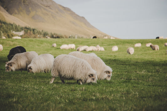 La ganadería regenerativa: Una potencial aliada en la conservación ambiental