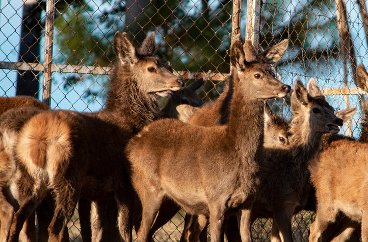 Venado