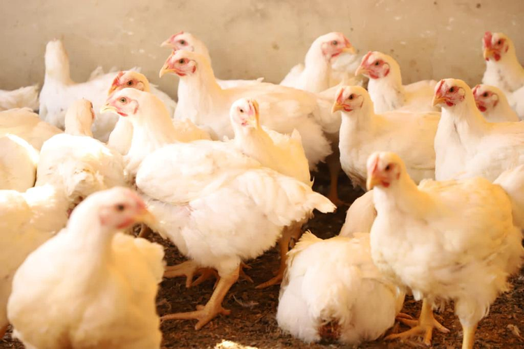 Pollo